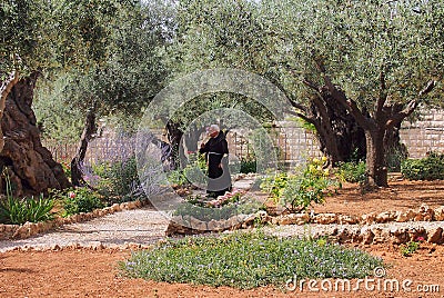 Contemplative Monk, Garden at Gethsemane, Jerusalem, Editorial Stock Photo